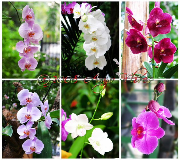 Foto-Foto Bunga Anggrek