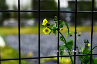 CANON EF-M32F1.4STM 撮影データF2.0 1/400 ISO100 / CANON EOS M6