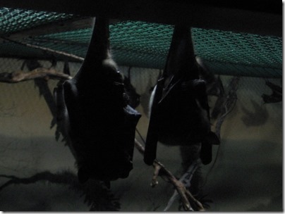 IMG_0452 Fruit Bats at the Oregon Zoo in Portland, Oregon on November 10, 2009