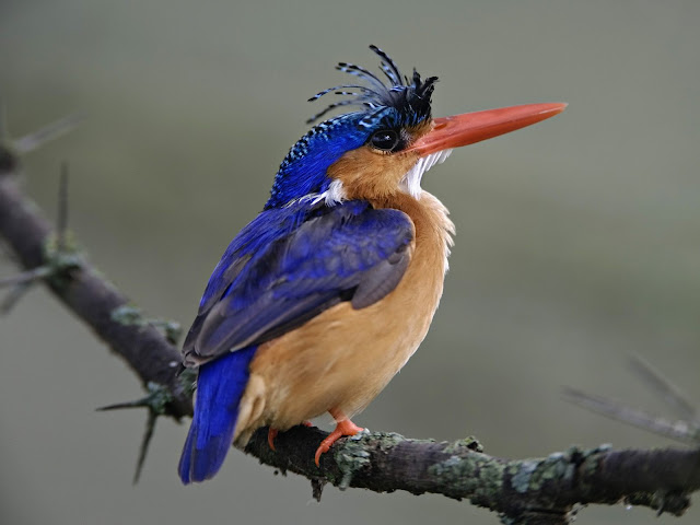 Malachite kingfisher at lake Nakuru