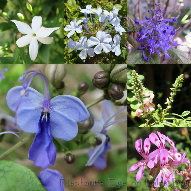 Indigenous March flowers with Rotheca myricoides