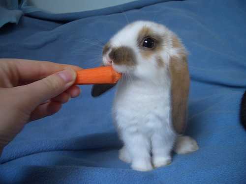 cute little bunny