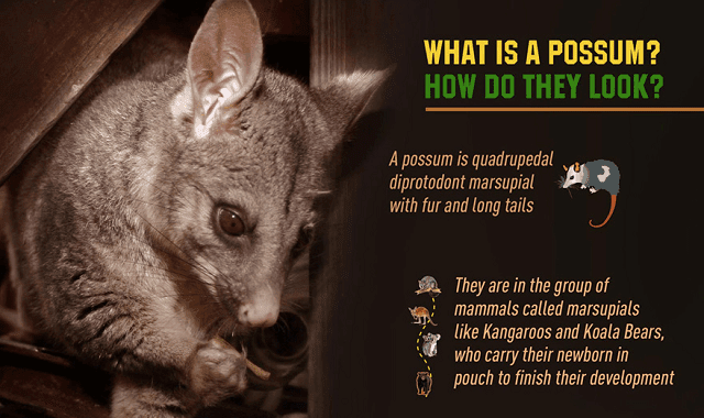 What do you know about possums?