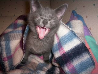 funny kittens photos gray cat yawning or being angry snarling