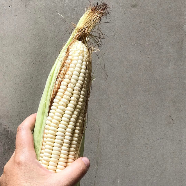 Cara Mengobati Mimisan Dengan  Daun Sirih Dan Rambut  Jagung 