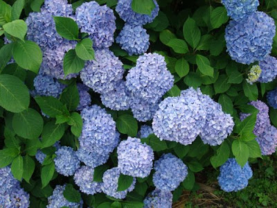 Hydrangea Ajisai In Japan Japan All Over Travel Guide