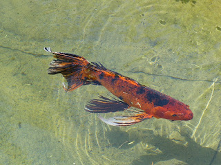 Carpe koï - Carpe de brocart - Cyprinus carpio