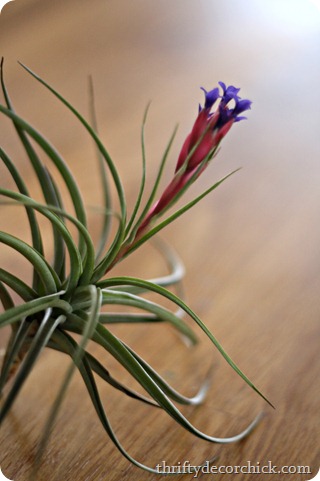 flowering air plants