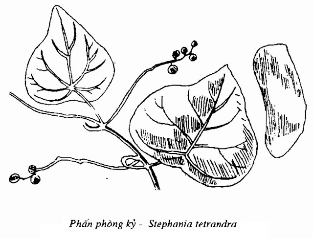 Hình vẽ Phấn phòng kỷ - Stephania tetrandra - Nguyên liệu làm thuốc Chữa Tê Thấp và Đau Nhức