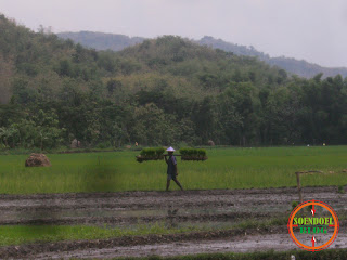 Mbanjari Sawah Siap Tanam