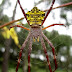 Argiope from Situ Cileunca