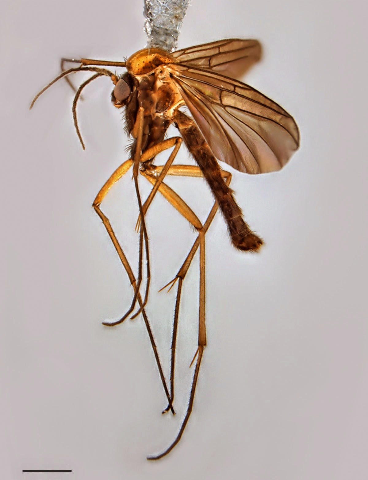 http://sciencythoughts.blogspot.co.uk/2014/12/a-new-species-of-fungus-gnat-from-giant.html