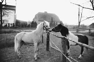 How to groom a horse