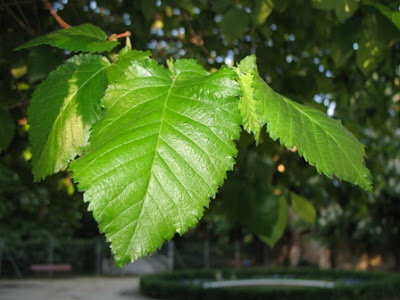 Ulmus minor leaf