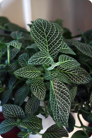 fittonia nerve plant