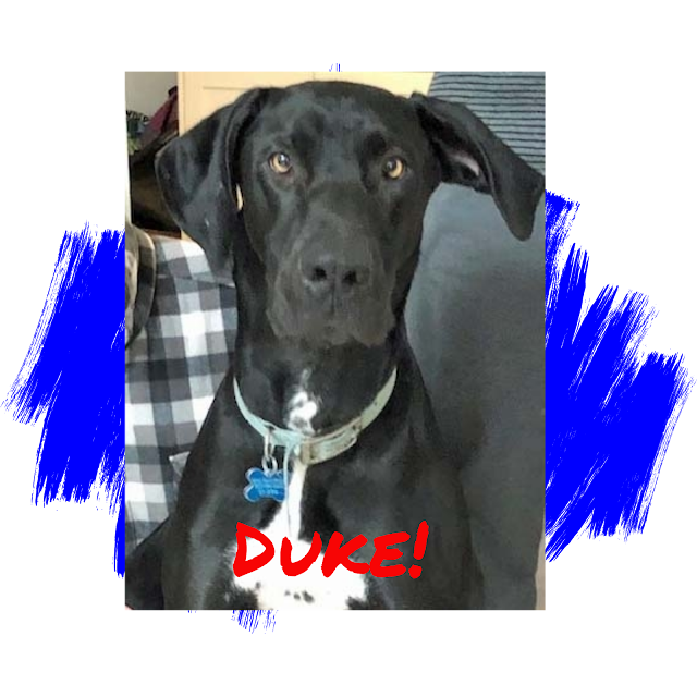 Great Dane Dog Adoption