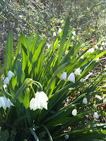 ProsperityStuff: Flowers -- leucojum "Snowbell"