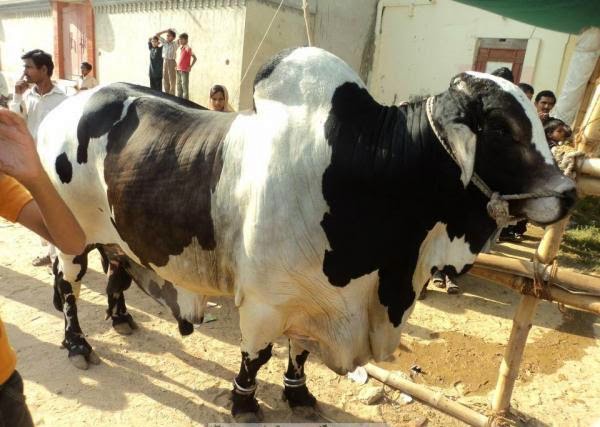Cow Mandi 2013,Bakra Eid,Qurbani,Camel Slaughter,Goat 