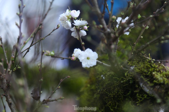 Chiêm ngưỡng cây <a href=