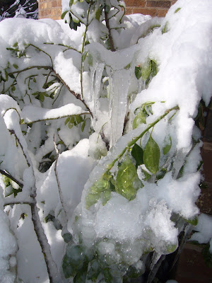 storm damage to the plants of 2 green acres