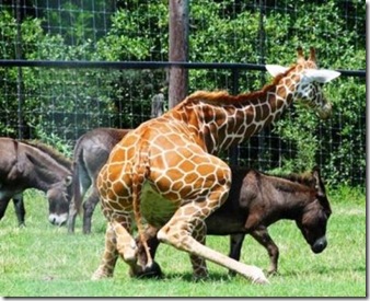 Girafa
