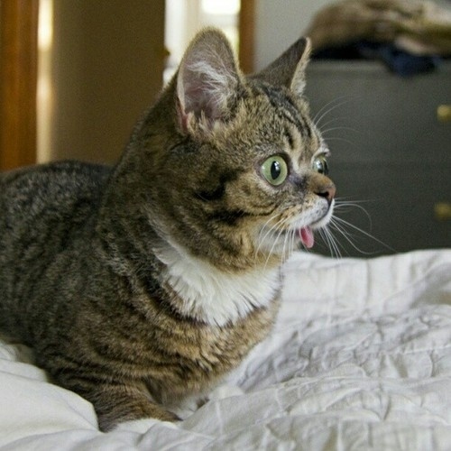 Lil Bub is a Nature's Happy Accident cat, cute lil bub, lil bub pictures