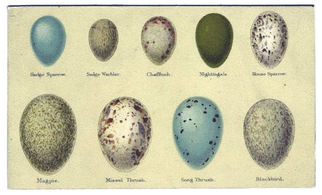 Birds Eggs Pictures