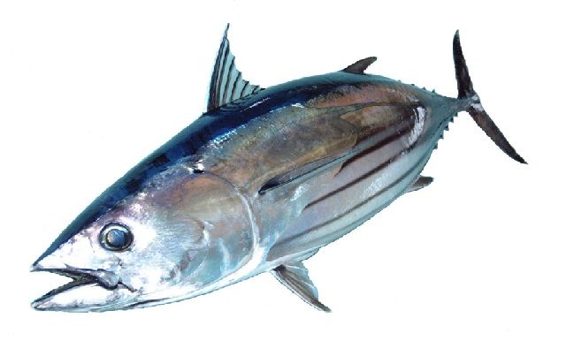 Habitat Ikan  Tuna  Mata Besar dan Klasifikasinya