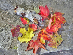 annecharriere.com, couleurs d'automne, 