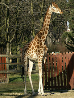 Girafe - Giraffa camelopardalis