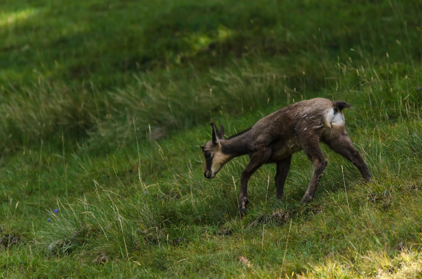 chamonix animaux parc merlet alpes france