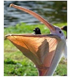 ... burung pemakan ikan ciri ciri paruh burung pelikan 