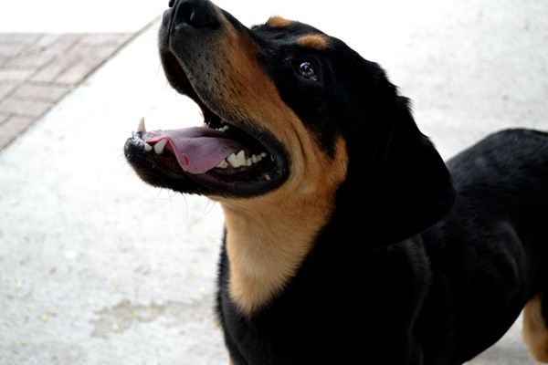 Bubba