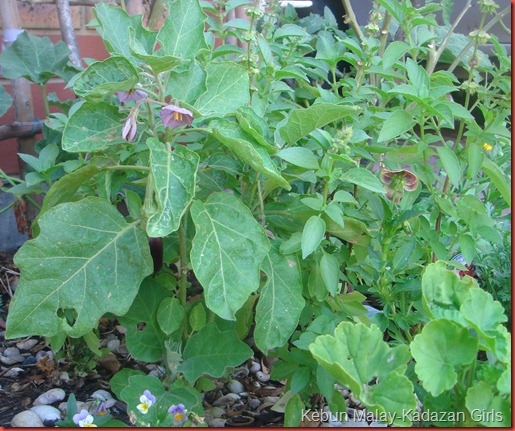 Lemon Basil (12)