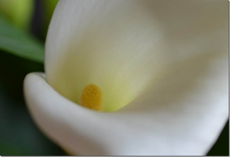 DSC_0869