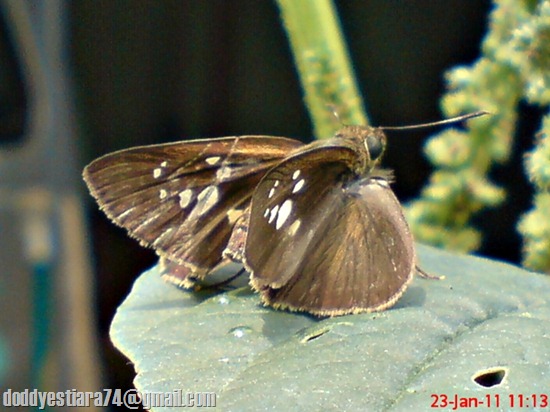 Grass-skipper Borbo cinnara 6