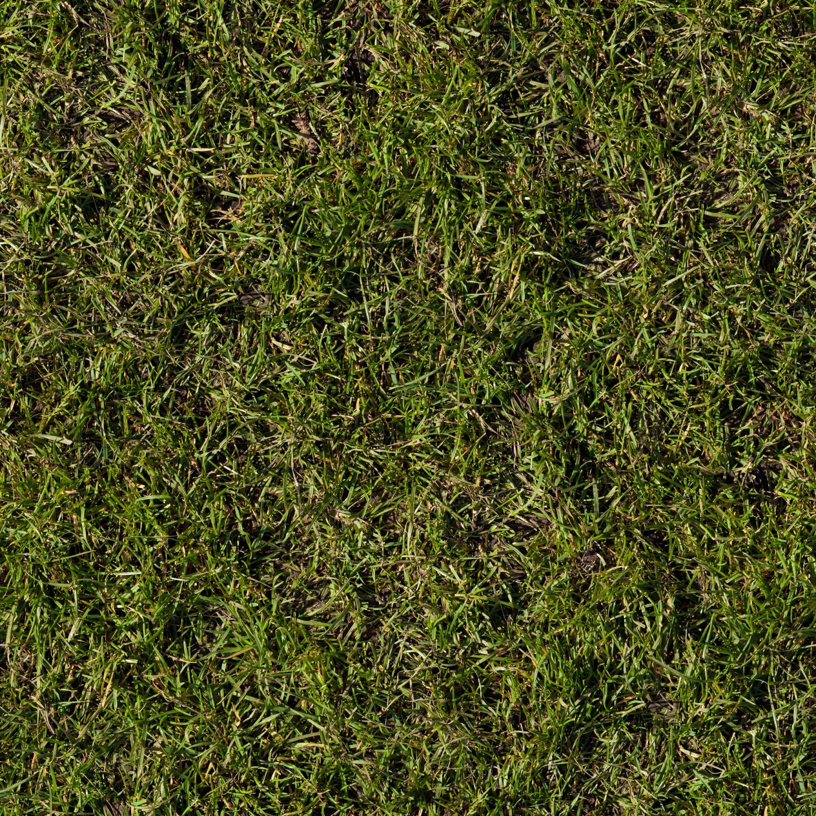 HIGH RESOLUTION TEXTURES: Seamless Grass Texture