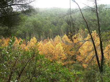 Pollancreda a la Riera de les Elies