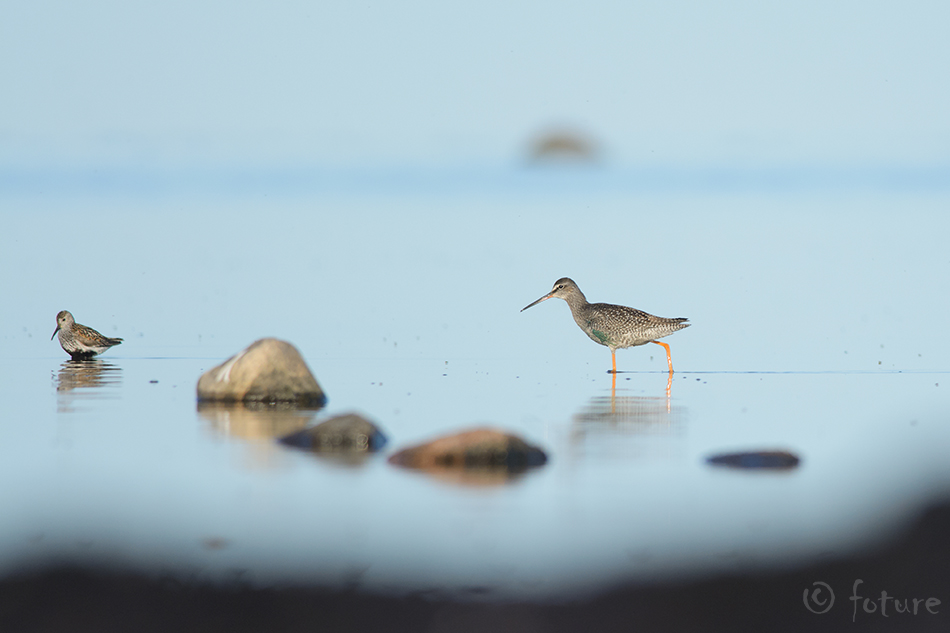 Tumetilder, Tringa erythropus, Spotted Redshank, Dusky, tilder