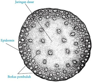  Batang yaitu bab sistem tunas pada flora Pintar Pelajaran Struktur dan Fungsi Batang pada Tumbuhan - Gambar