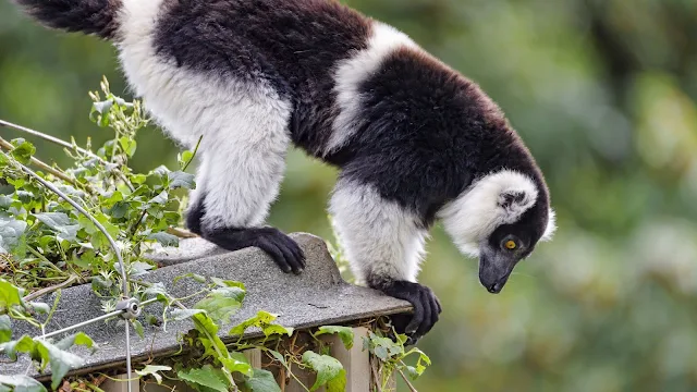 Lemur, Black, White, Animal