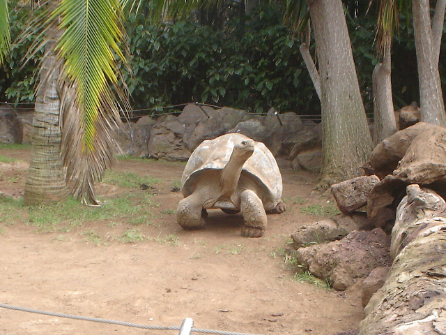 Loro Parque Loro Park Teneriffa 