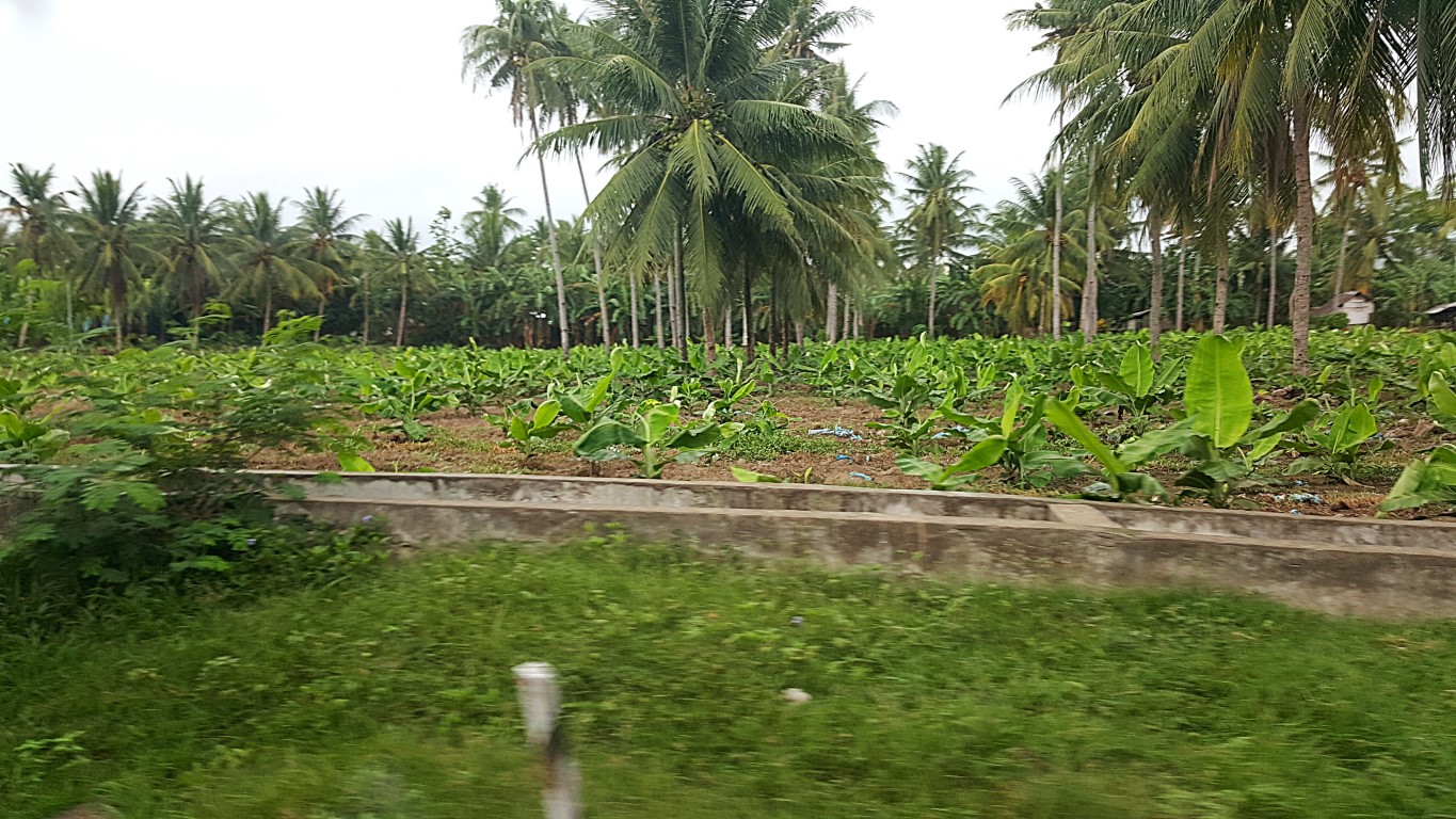 intercropped bananas and coconuts in Alabel, Sarangani