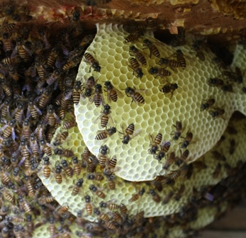 Sarang lebah madu