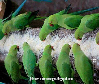 Save Birds, Birds, Parrot image, JivDaya image, Feed Birds, Feed Animals, Animal Love, Birds Shelter, Animal Charities, Jain image, Live And Let Live, Ahimsa Paramo Dharma image