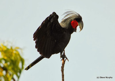 Cacatúa enlutada: Probosciger aterrimus