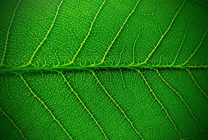 La fotosíntesis artificial promete una fuente de energía limpia y sostenible