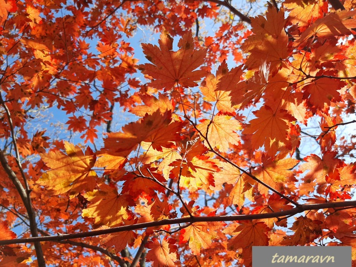 Клён ложнозибольдов (Acer pseudosieboldianum)