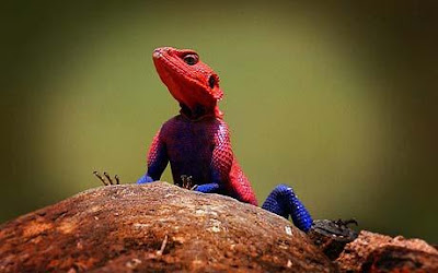 Freaky Stuff - Spiderman Look Alike Lizard 2