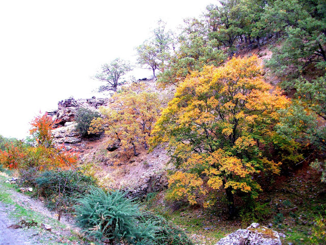 Camarate Lugros. Sierra Nevada